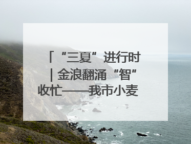 “三夏”进行时｜金浪翻涌“智”收忙——我市小麦开镰收割见闻