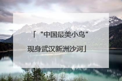 “中国最美小鸟”现身武汉新洲沙河