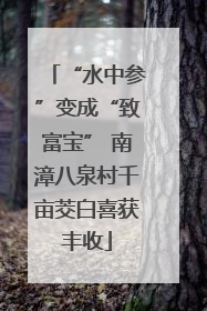 “水中参”变成“致富宝” 南漳八泉村千亩茭白喜获丰收