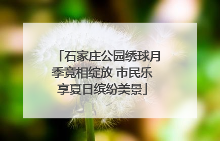 石家庄公园绣球月季竞相绽放 市民乐享夏日缤纷美景