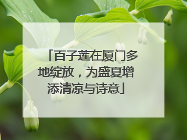百子莲在厦门多地绽放，为盛夏增添清凉与诗意