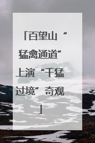 百望山“猛禽通道”上演“千猛过境”奇观