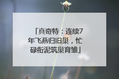 真奇特：连续7年飞燕归旧巢，忙碌衔泥筑巢育雏
