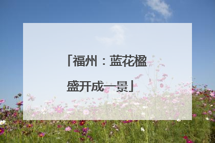 福州：蓝花楹盛开成一景