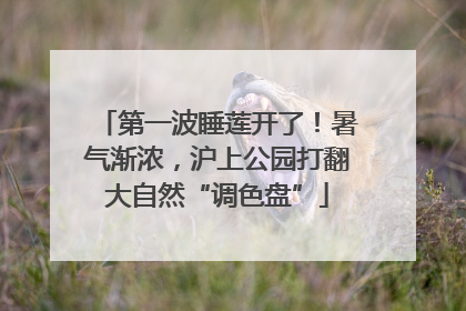 第一波睡莲开了！暑气渐浓，沪上公园打翻大自然“调色盘”