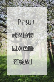 罕见！武汉植物园双色睡莲绽放