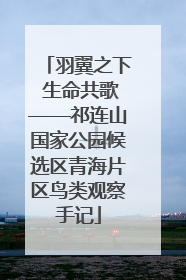 羽翼之下 生命共歌——祁连山国家公园候选区青海片区鸟类观察手记