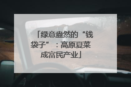 绿意盎然的“钱袋子”：高原夏菜成富民产业