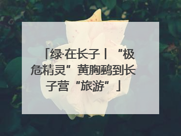 绿·在长子丨“极危精灵”黄胸鹀到长子营“旅游”
