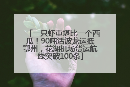 一只虾重堪比一个西瓜！90吨活波龙运抵鄂州，花湖机场货运航线突破100条