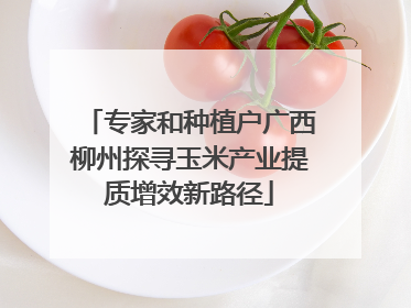 专家和种植户广西柳州探寻玉米产业提质增效新路径