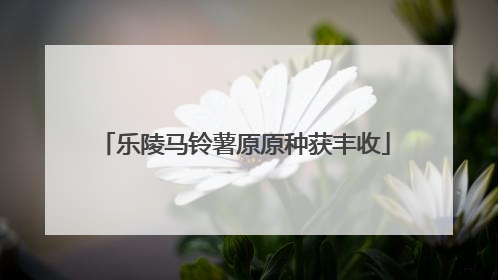 乐陵马铃薯原原种获丰收