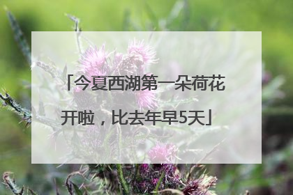 今夏西湖第一朵荷花开啦，比去年早5天