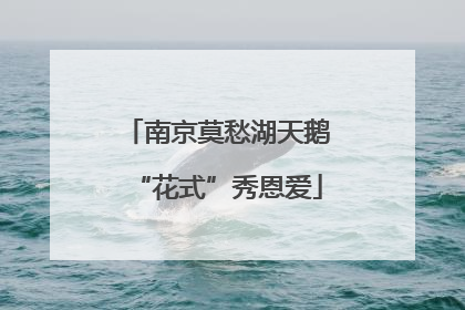 南京莫愁湖天鹅“花式”秀恩爱
