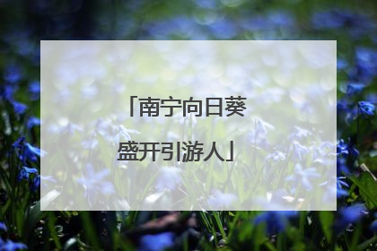 南宁向日葵盛开引游人