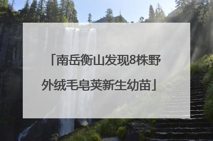 南岳衡山发现8株野外绒毛皂荚新生幼苗
