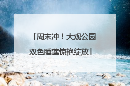 周末冲！大观公园双色睡莲惊艳绽放