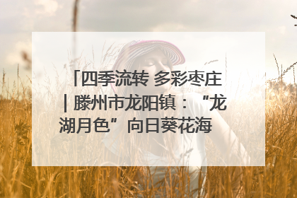 四季流转 多彩枣庄｜滕州市龙阳镇：“龙湖月色”向日葵花海 绘就乡村振兴新画卷