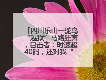 四川乐山一鸵鸟“越狱”马路狂奔，目击者：时速超40码，还对我“笑”了下
