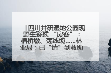 四川井研湿地公园现野生猕猴 “房客”：栖桥墩、荡线缆……林业局：已“请”到救助站，将放归自然