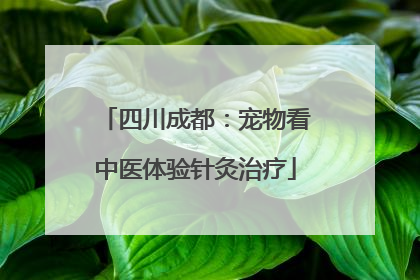 四川成都：宠物看中医体验针灸治疗