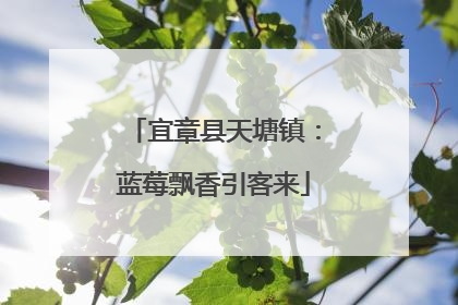 宜章县天塘镇：蓝莓飘香引客来