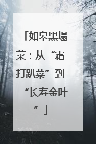 如皋黑塌菜：从“霜打趴菜”到“长寿金叶”