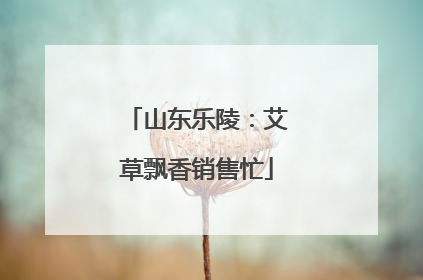 山东乐陵：艾草飘香销售忙