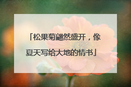 松果菊翩然盛开，像夏天写给大地的情书