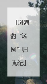 斑海豹“汤圆”归海记