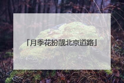 月季花扮靓北京道路