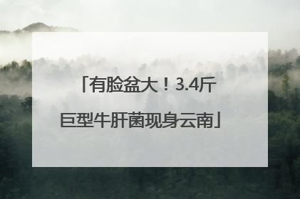 有脸盆大！3.4斤巨型牛肝菌现身云南