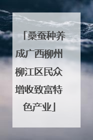 桑蚕种养成广西柳州柳江区民众增收致富特色产业