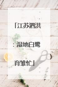 江苏泗洪：湿地白鹭育雏忙