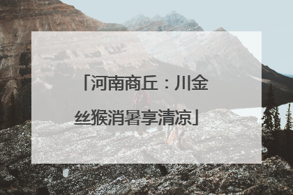 河南商丘：川金丝猴消暑享清凉