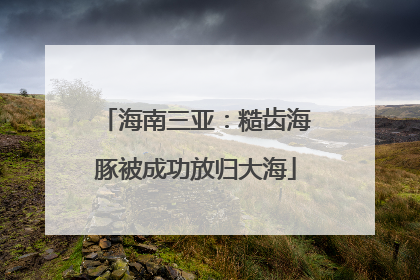 海南三亚：糙齿海豚被成功放归大海