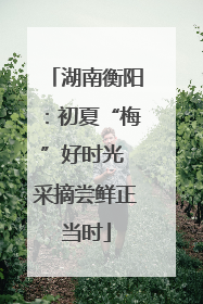 湖南衡阳：初夏“梅”好时光 采摘尝鲜正当时