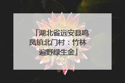 湖北省远安县鸣凤镇北门村：竹林遍野绿生金