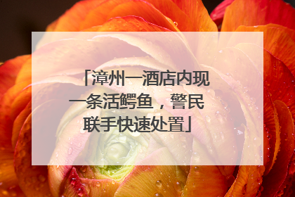 漳州一酒店内现一条活鳄鱼，警民联手快速处置
