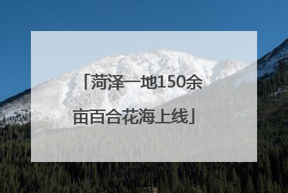 菏泽一地150余亩百合花海上线