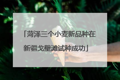 菏泽三个小麦新品种在新疆戈壁滩试种成功