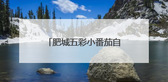 肥城五彩小番茄自带“销量密码”