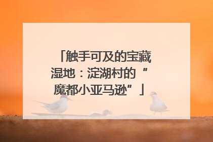 触手可及的宝藏湿地：淀湖村的“魔都小亚马逊”