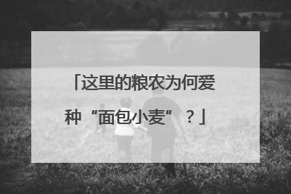 这里的粮农为何爱种“面包小麦”？