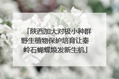 陕西加大对极小种群野生植物保护培育让秦岭石蝴蝶焕发新生机