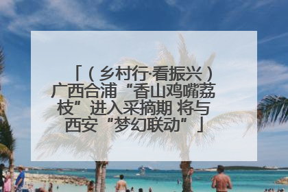 （乡村行·看振兴）广西合浦“香山鸡嘴荔枝”进入采摘期 将与西安“梦幻联动”