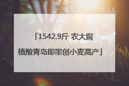 1542.9斤 农大腐植酸青岛即墨创小麦高产
